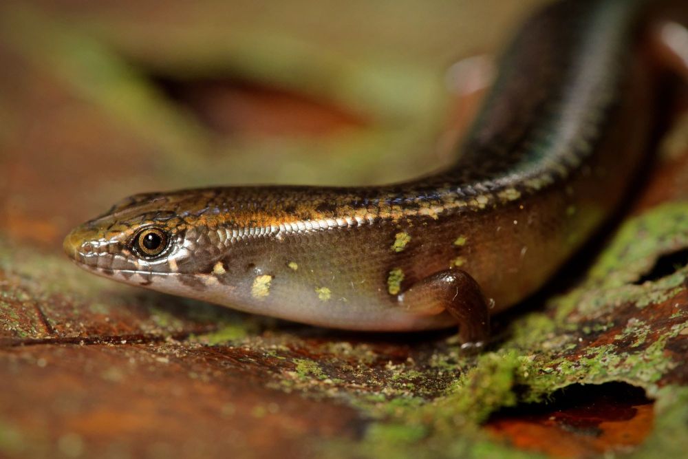 Diploglossus bilobatus