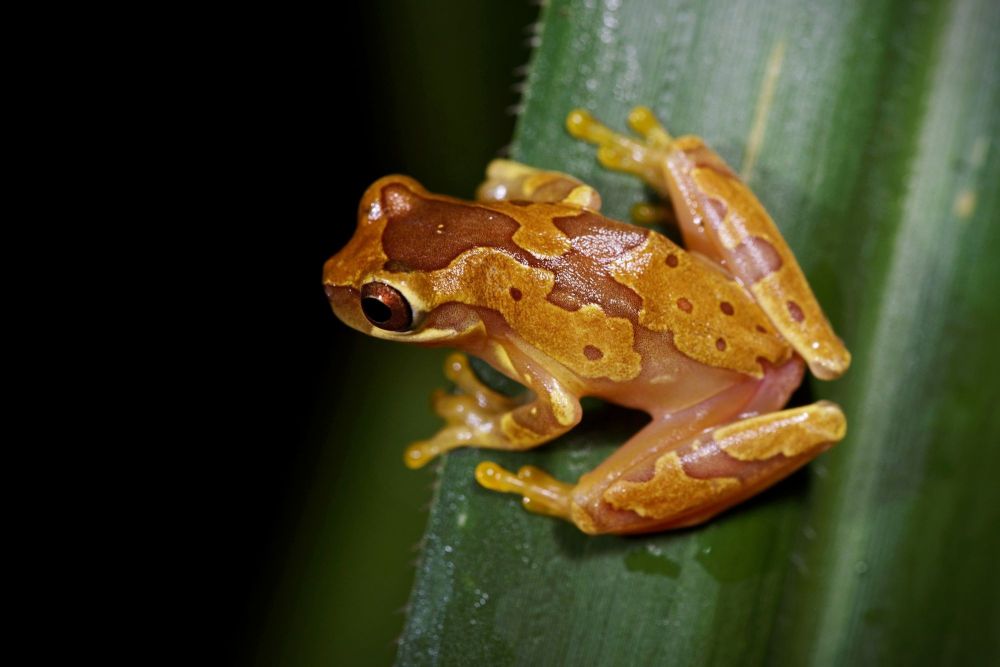 Dendropsophus ebraccatus