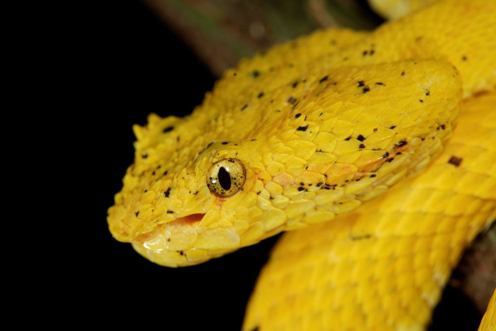 Bothriechis schlegelii