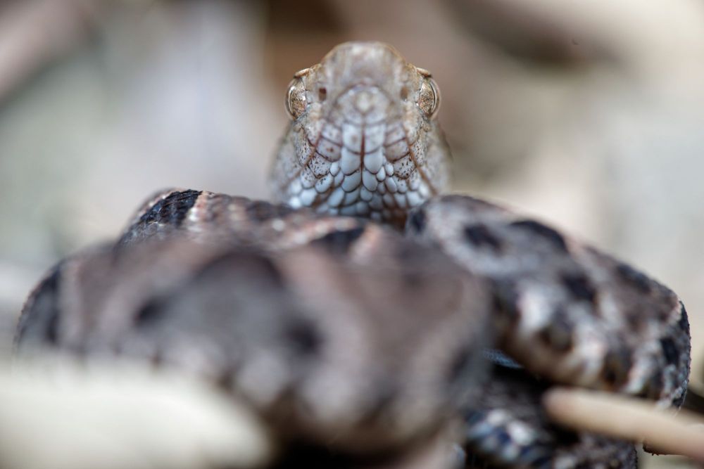 Bothrops asper