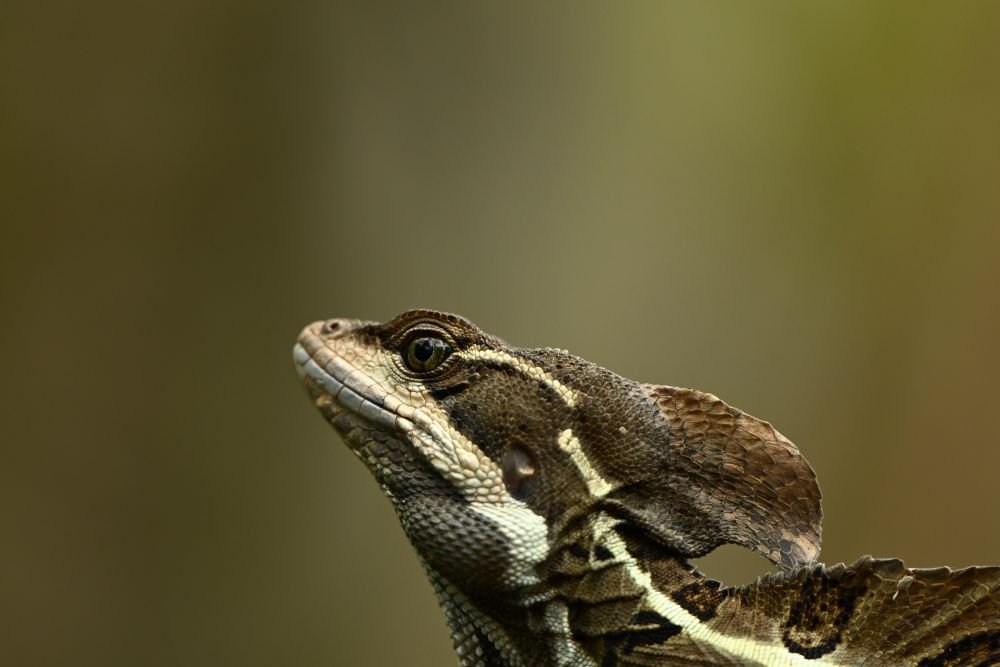 Basilisk Basiliscus vittatus