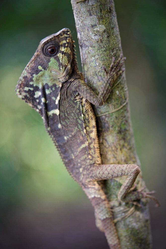 Corytophanes cristatus