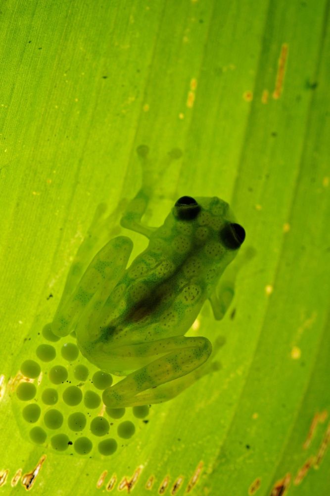 Hyalinobatrachium valerioi