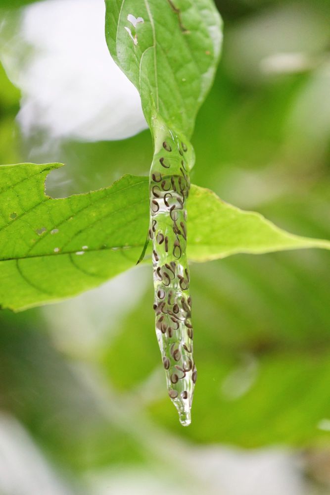 Ponte  Agalychnis callidryas