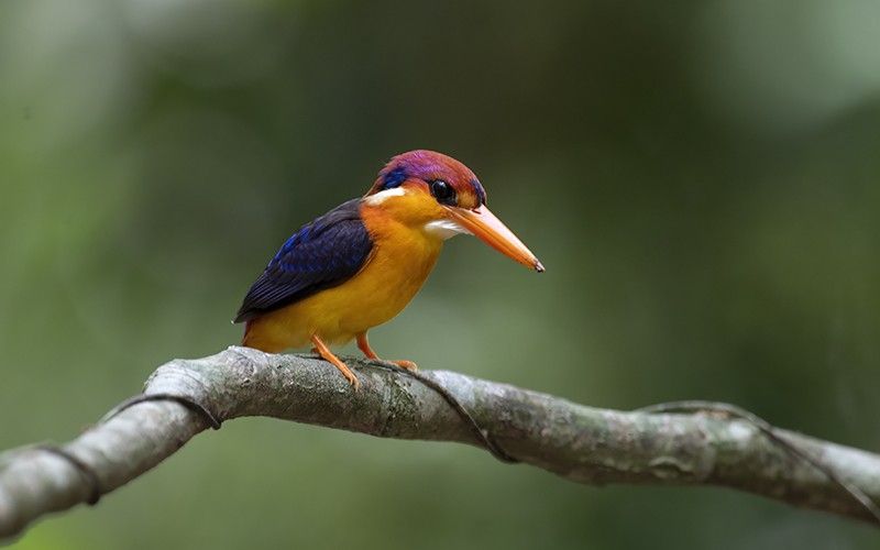 Martin-pêcheur pourpré