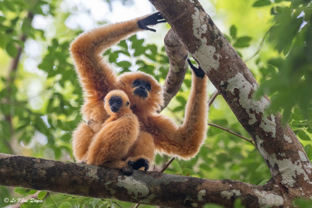 Gibbon à joues jaunes