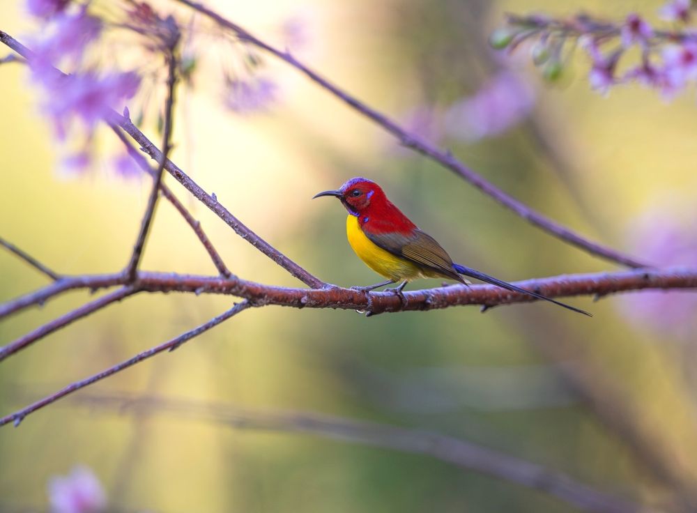 Souimanga de Gould ssp annamensis