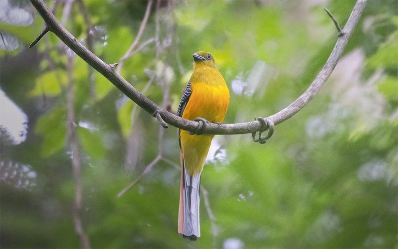 Trogon à poitrine jaune