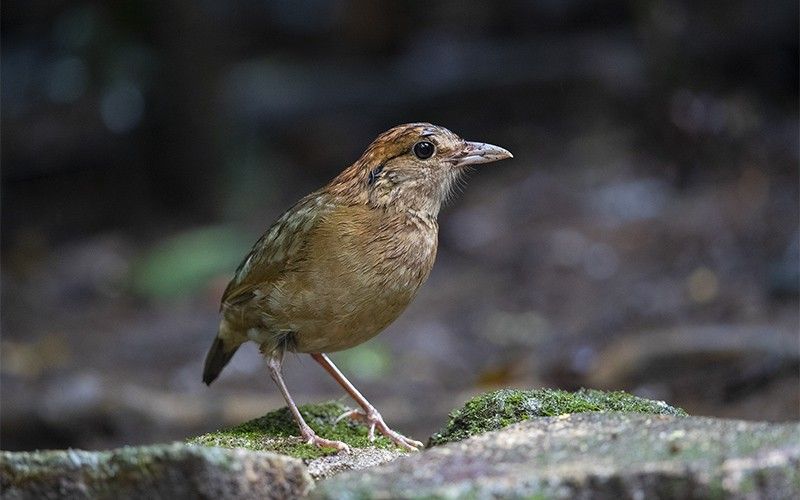 Brève à nuque fauve