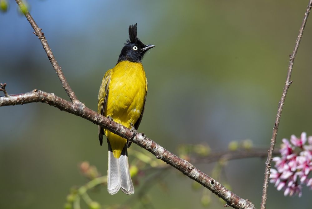Bulbul huppé