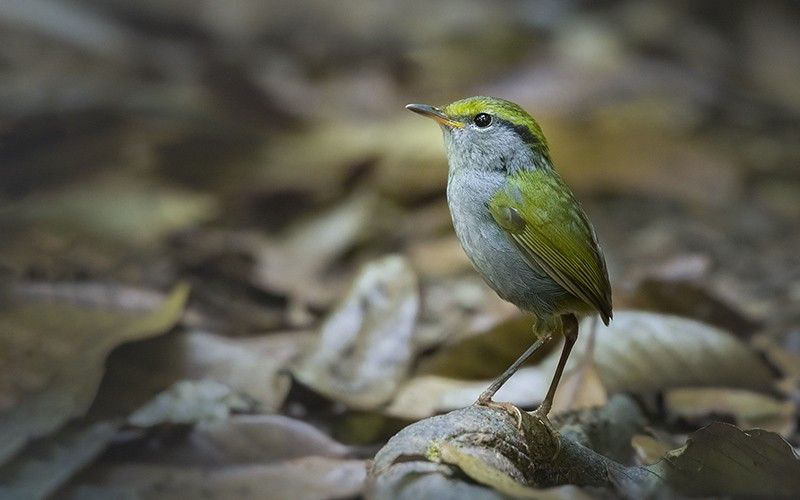 Tésie à ventre ardoise