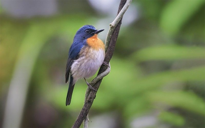Gobemouche d'Indochine