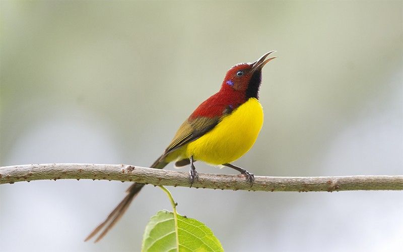 Souimanga de Gould ssp annamensis