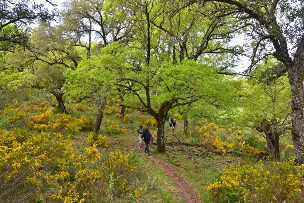 Parc naturel de Grazalema