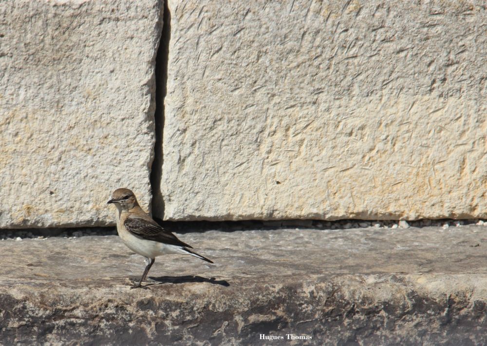 Traquet oreillard femelle