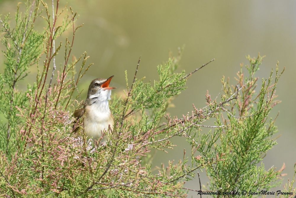 Rousserole turdoïde
