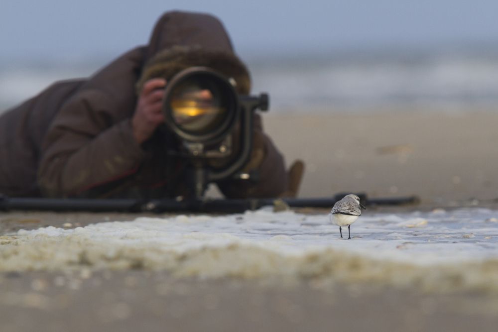 Bécasseau sanderling