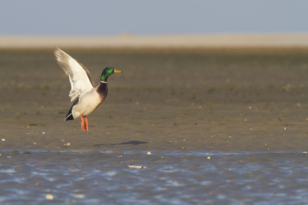 Canard colvert