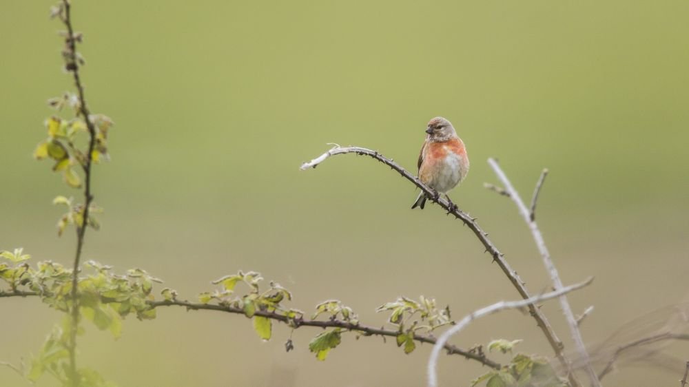 Linotte mélodieuse
