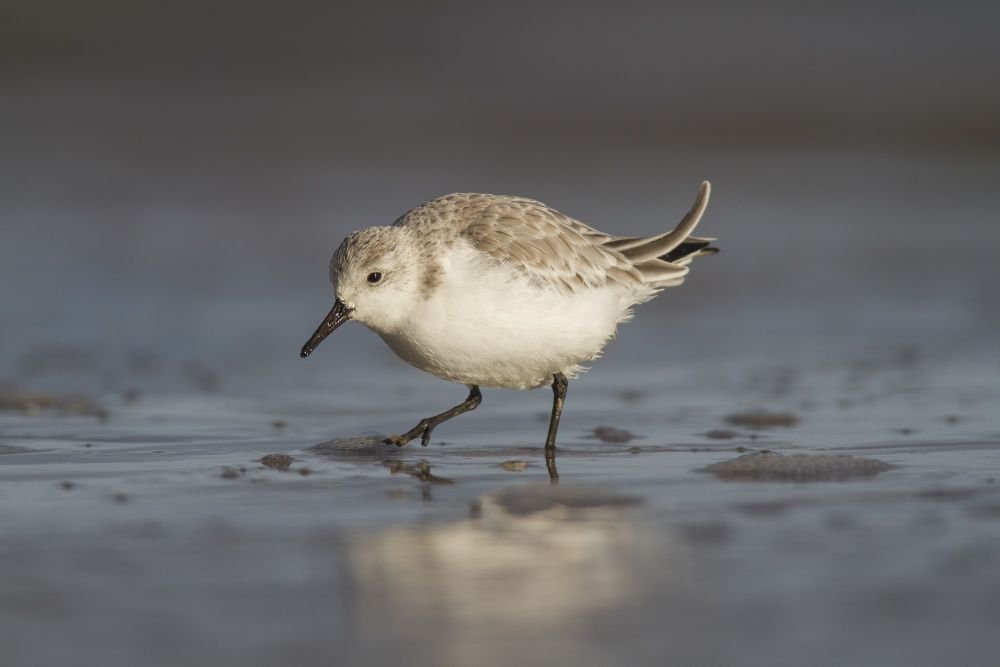Bécasseau sanderling