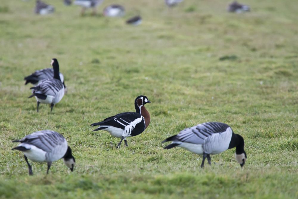 Bernache à cou roux