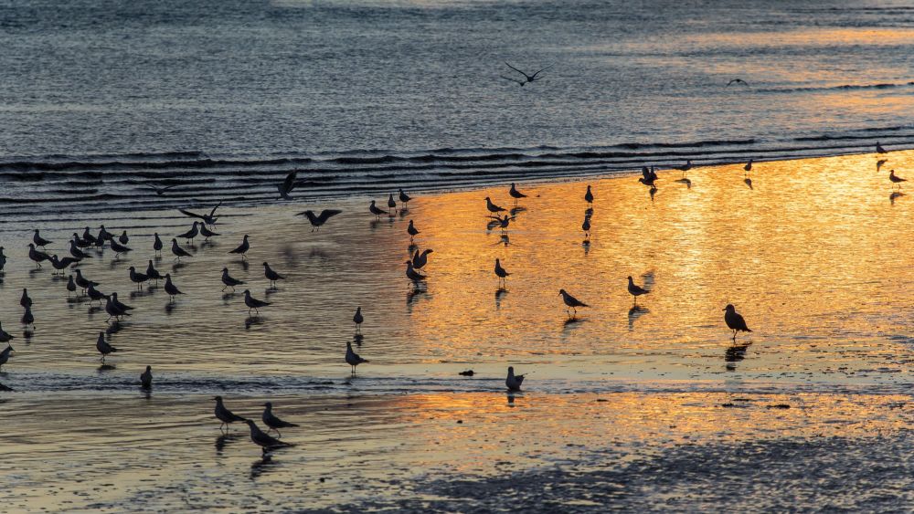 Laridés, coucher du soleil