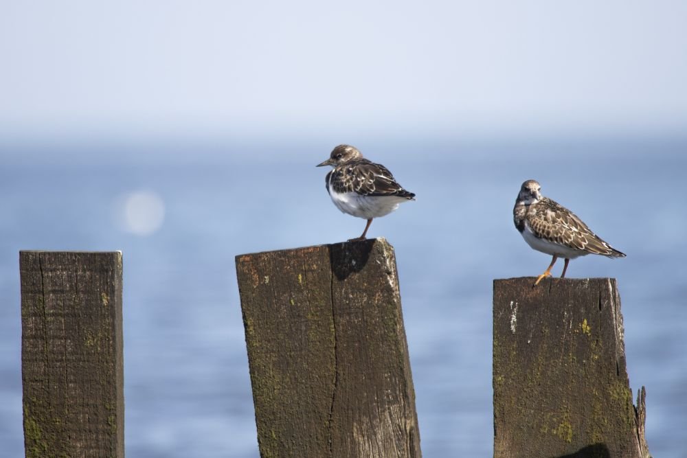 Tournepierre à collier