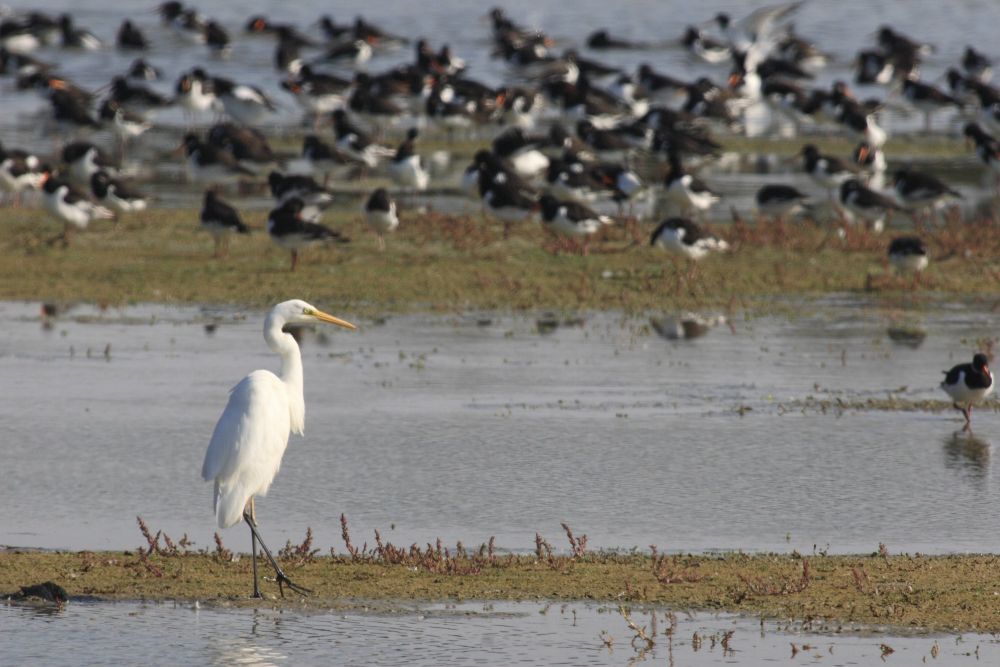Grande aigrette et huitriers pies