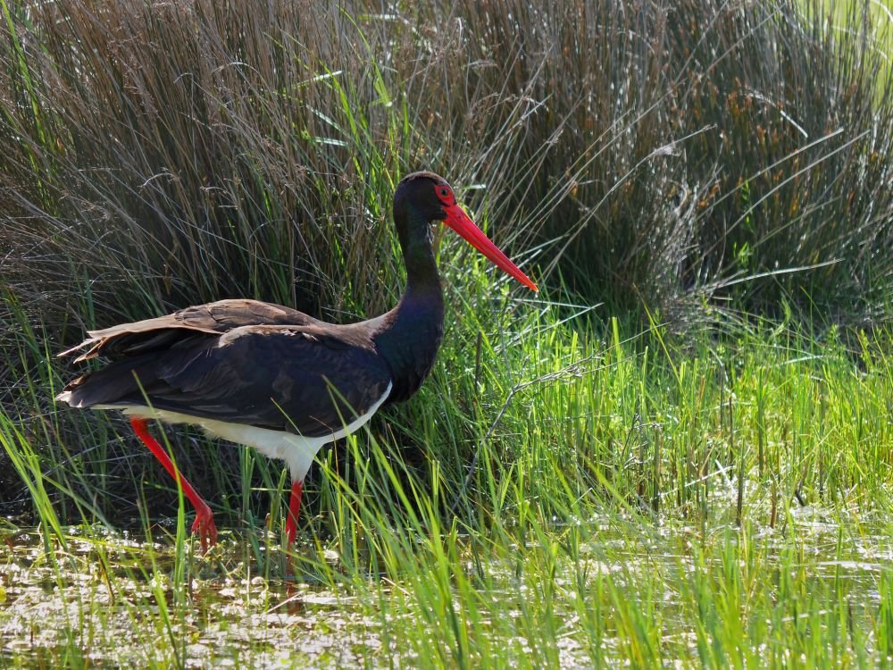 Cigogne noire