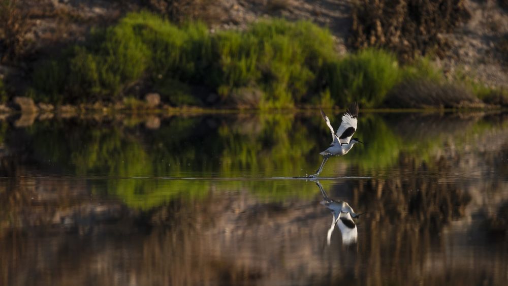 Avocette