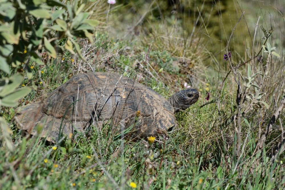 Tortue