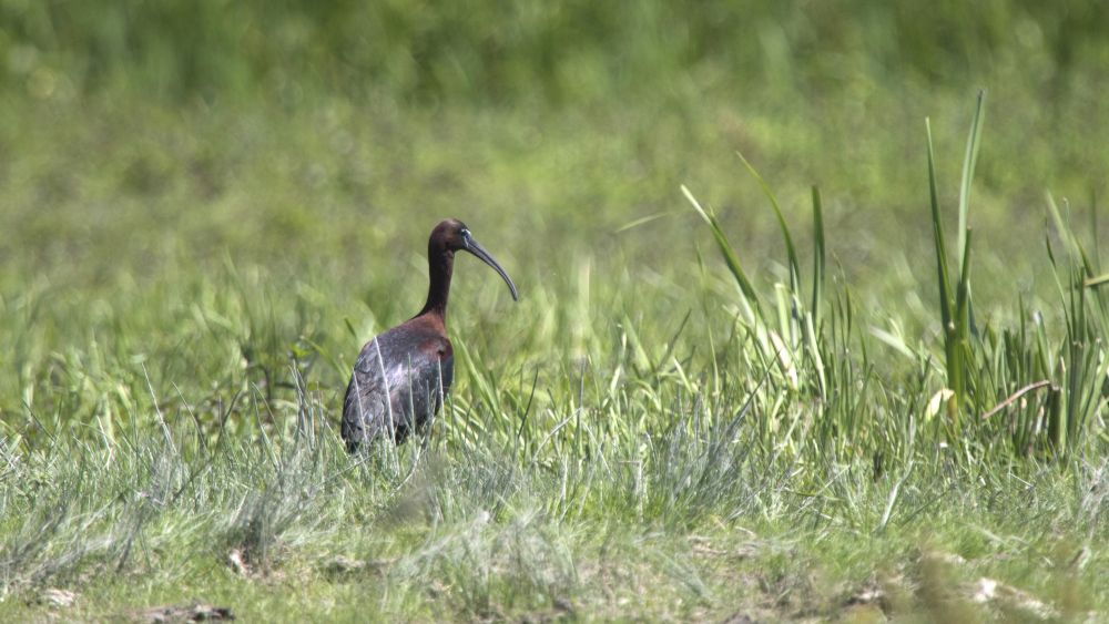 Ibis Falcinelle