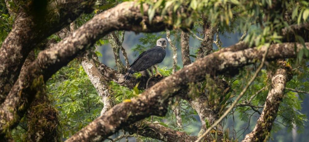 Aigle Harpie féroce