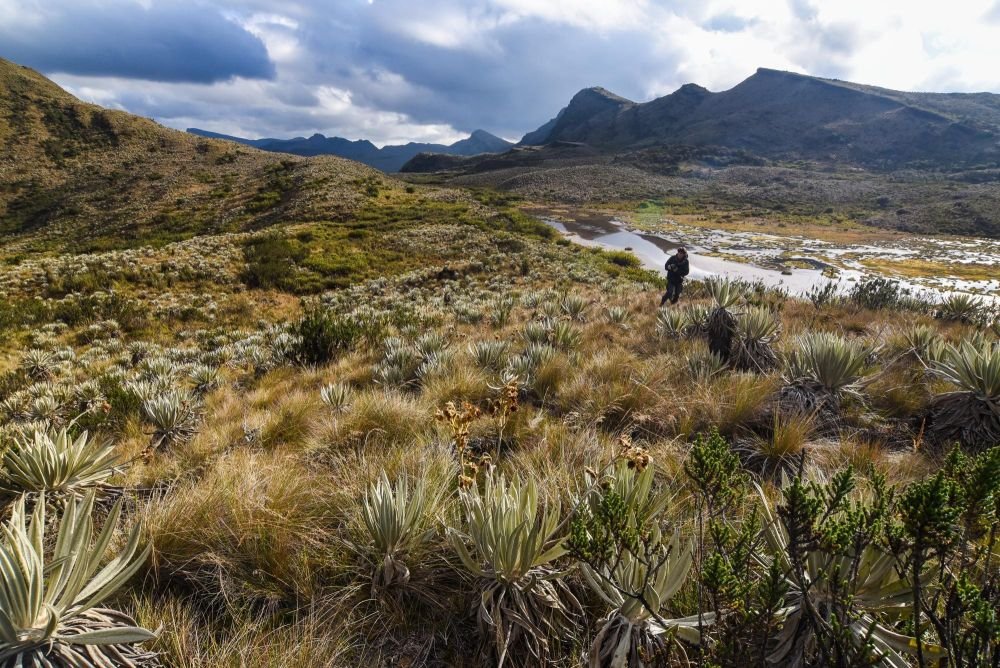 Paramo de Chingaza, recherche de l'ours à lunettes