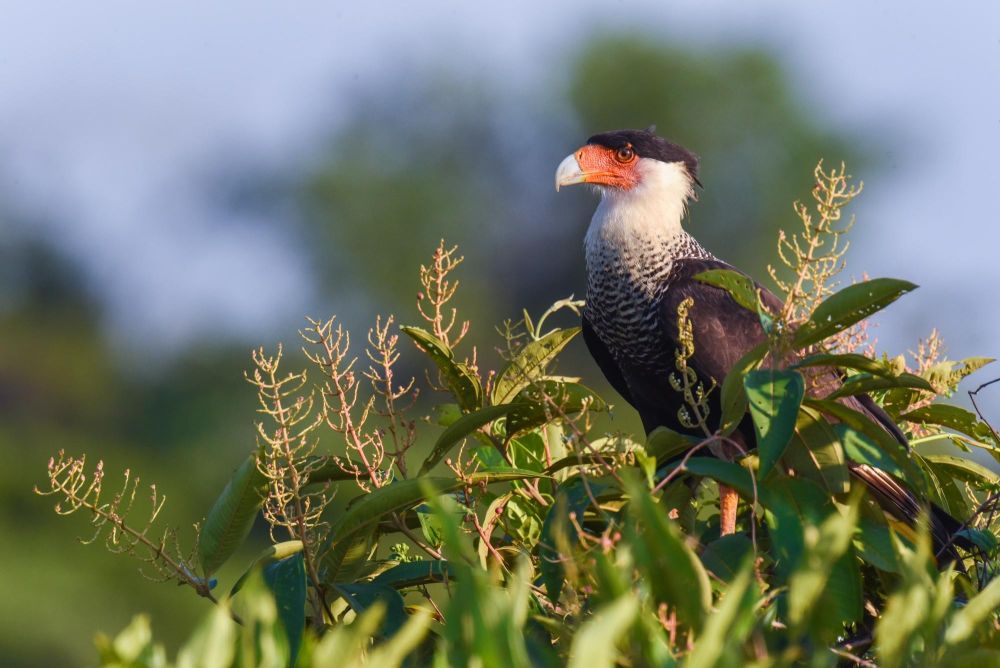 Caracara, région des Llanos