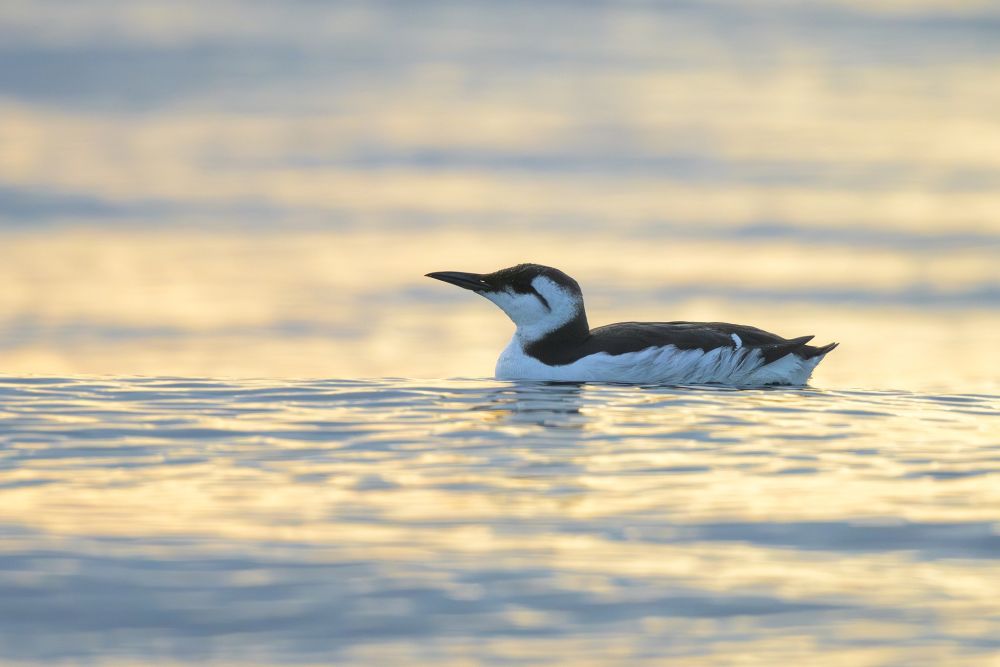 Guillemot de Troïl
