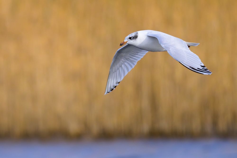 Mouette mélanocéphale