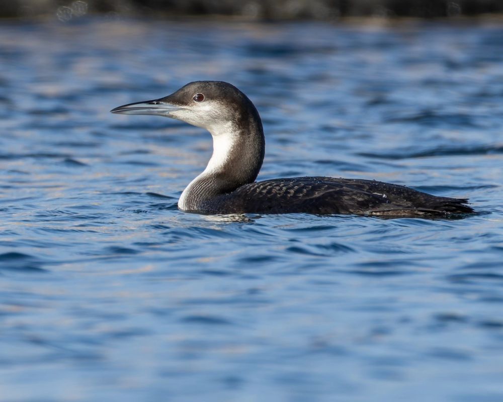 Plongeon arctique