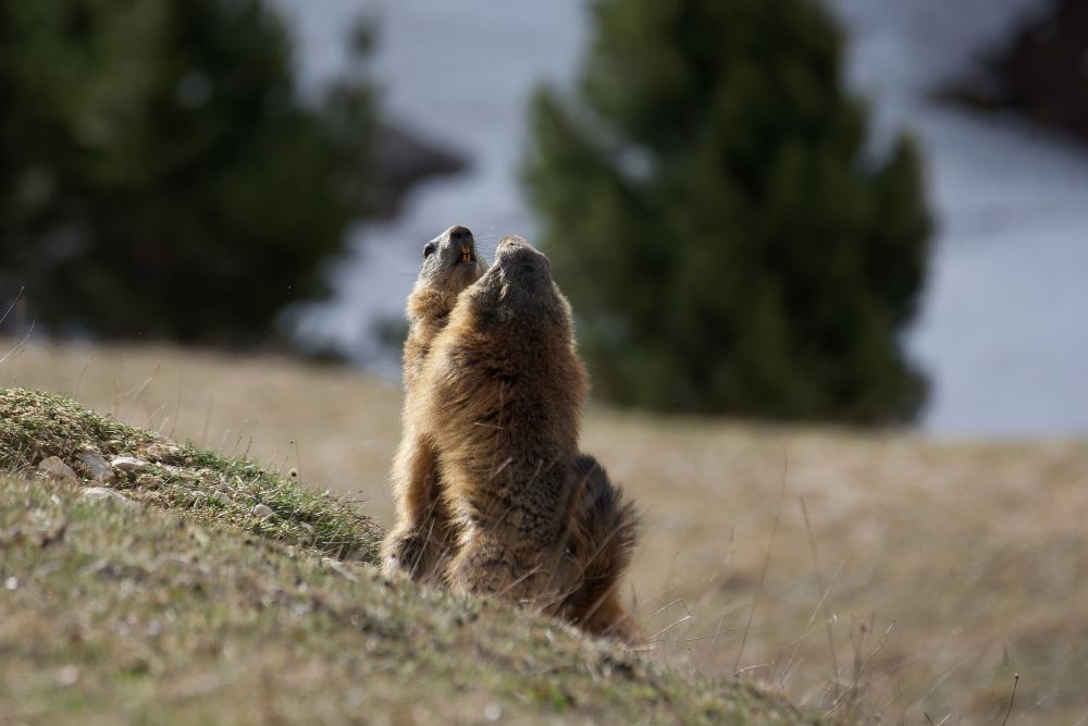 Chamailleries de marmottes