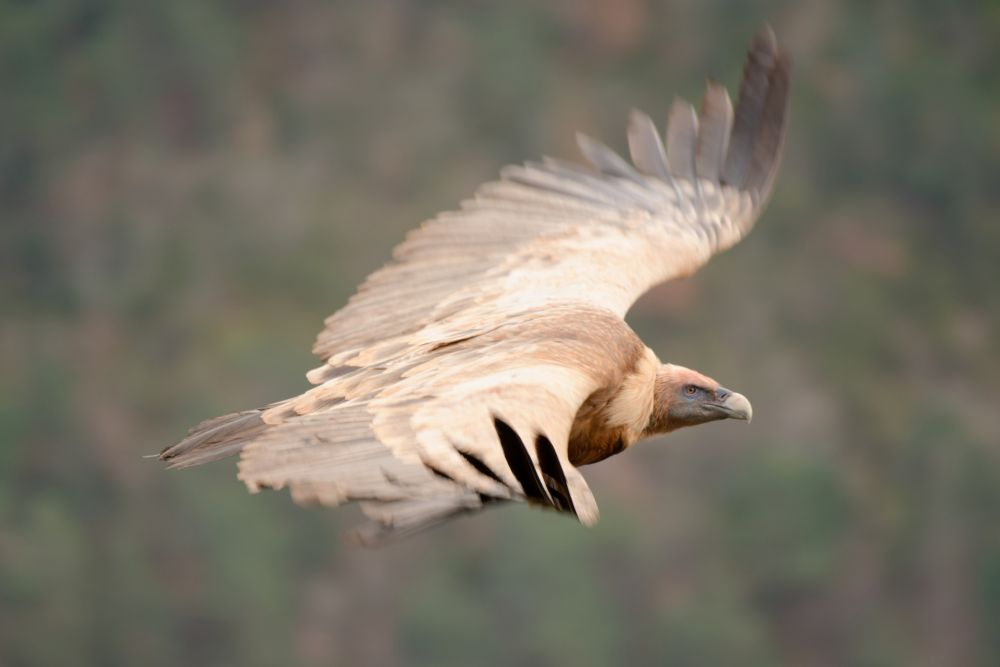 Vautour fauve