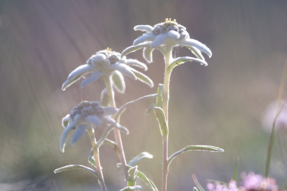 Edelweiss