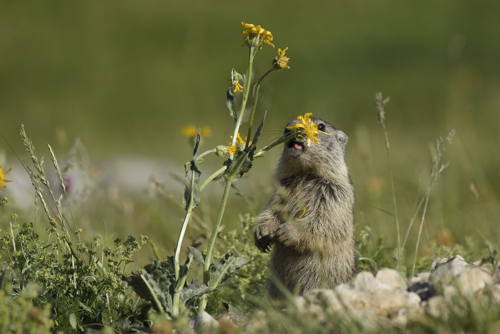 Marmotte