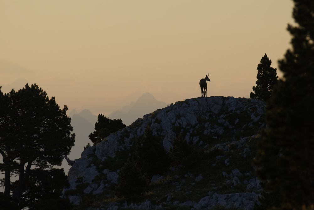 Chamois