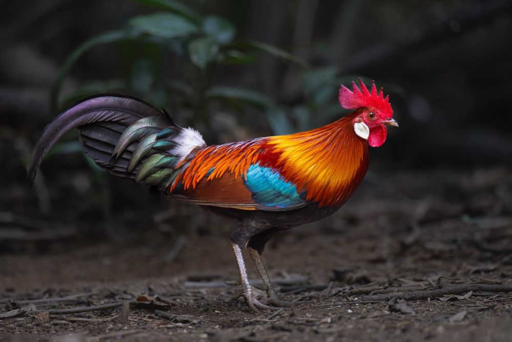 Coq bankiva
