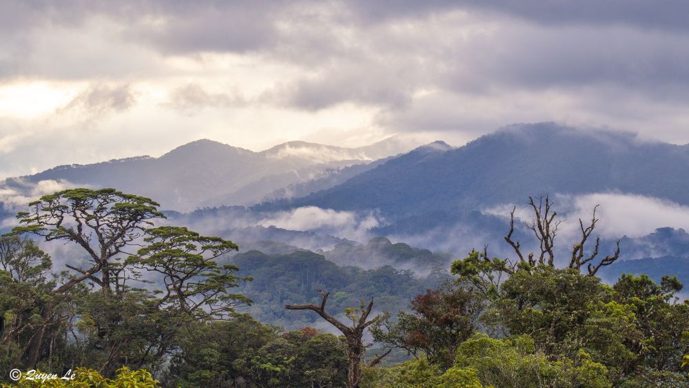 Foret de Da Lat