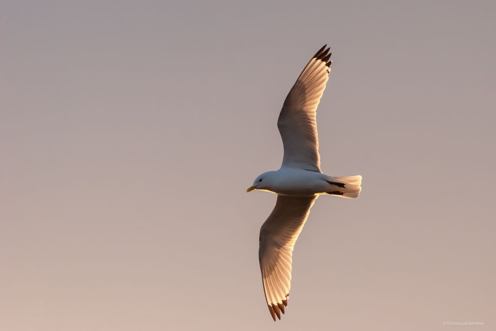 Mouette tridactyle