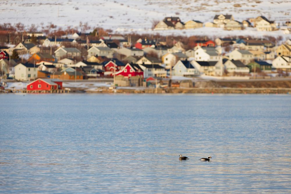 Hareldes boréales devant Vardø