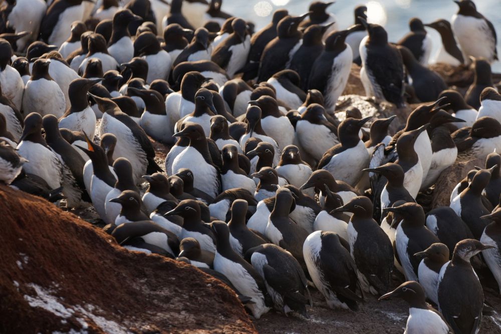 Guillemot sur l'île d'Hornøya