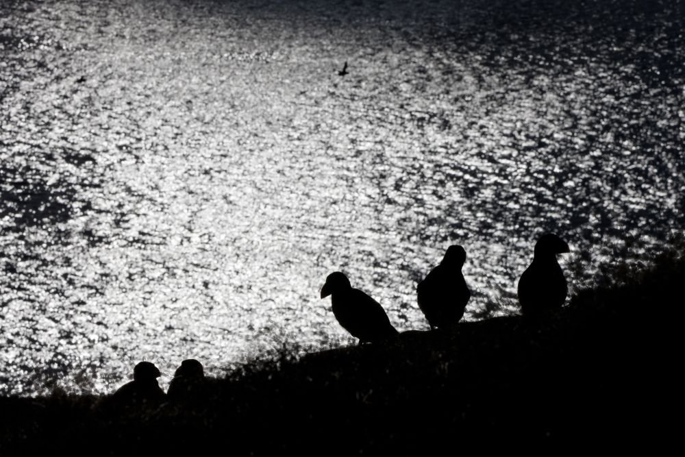 Macareux moines à contre-jour