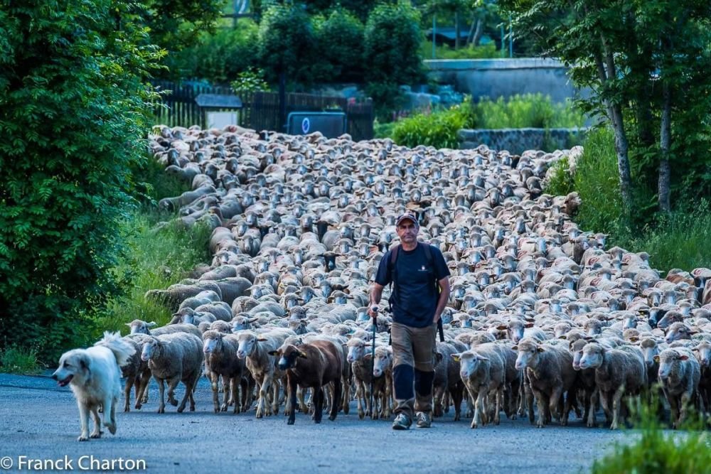 Transhumance du troupeau vers l'alpage au printemps